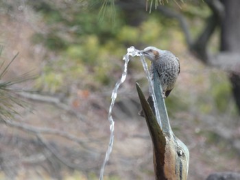 Brown-eared Bulbul 鶴舞公園(名古屋) Sat, 2/17/2024