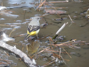 Grey Wagtail 鶴舞公園(名古屋) Sat, 2/17/2024