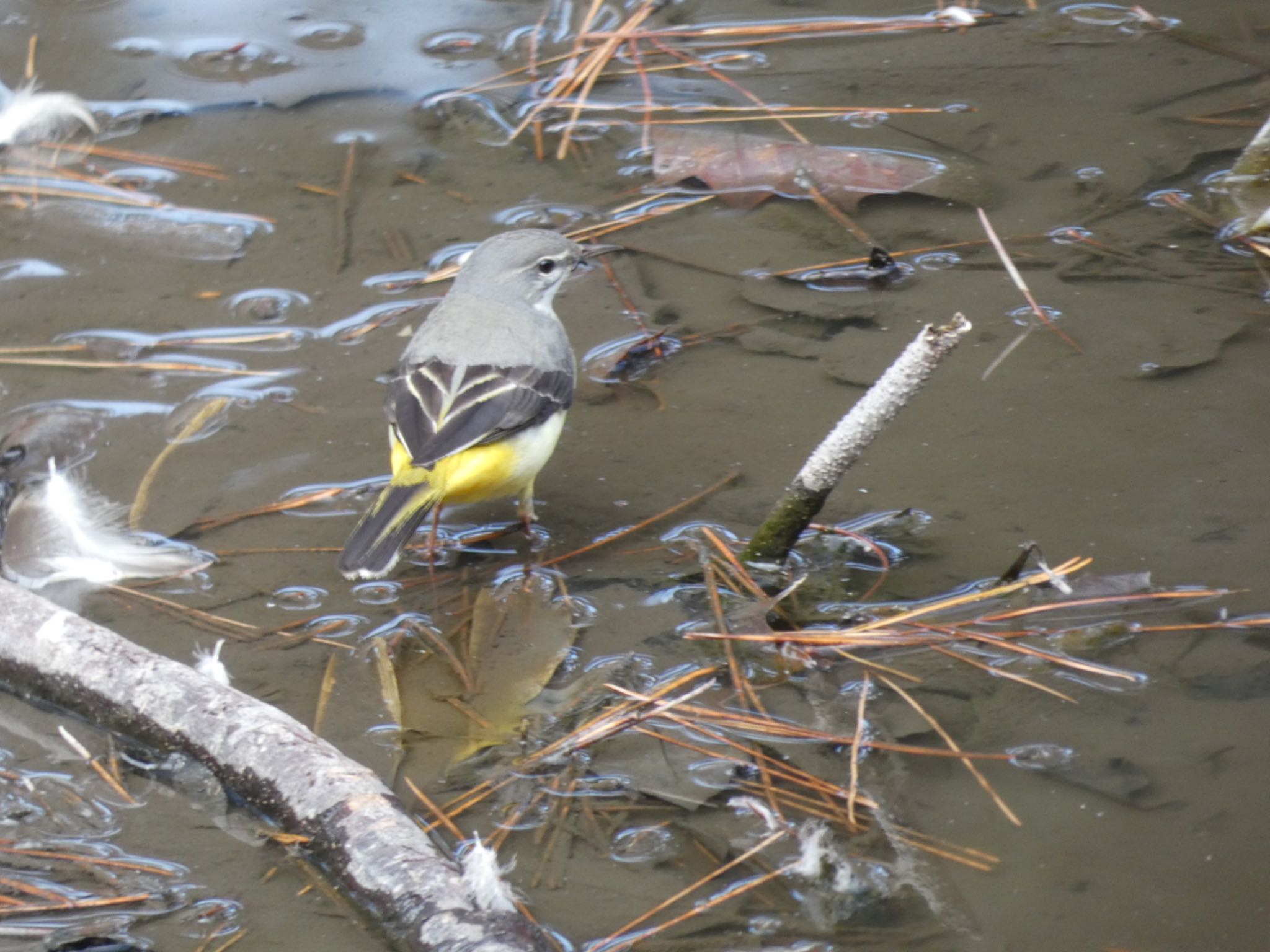 Photo of Grey Wagtail at 鶴舞公園(名古屋) by サンダーバード