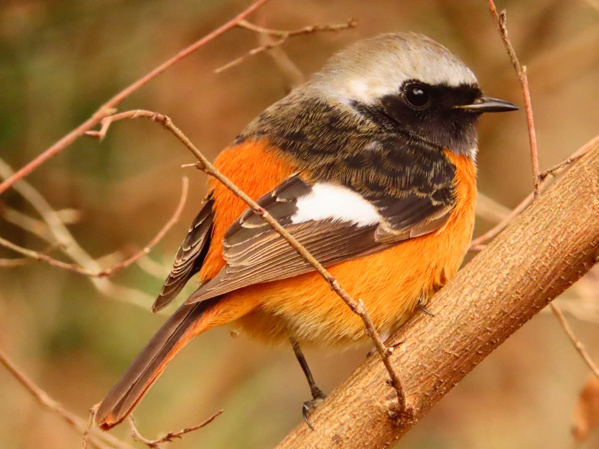 Daurian Redstart