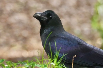 ハシブトガラス 井の頭公園 2024年2月17日(土)