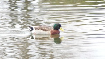 Domestic duck Toneri Park Sun, 2/4/2024