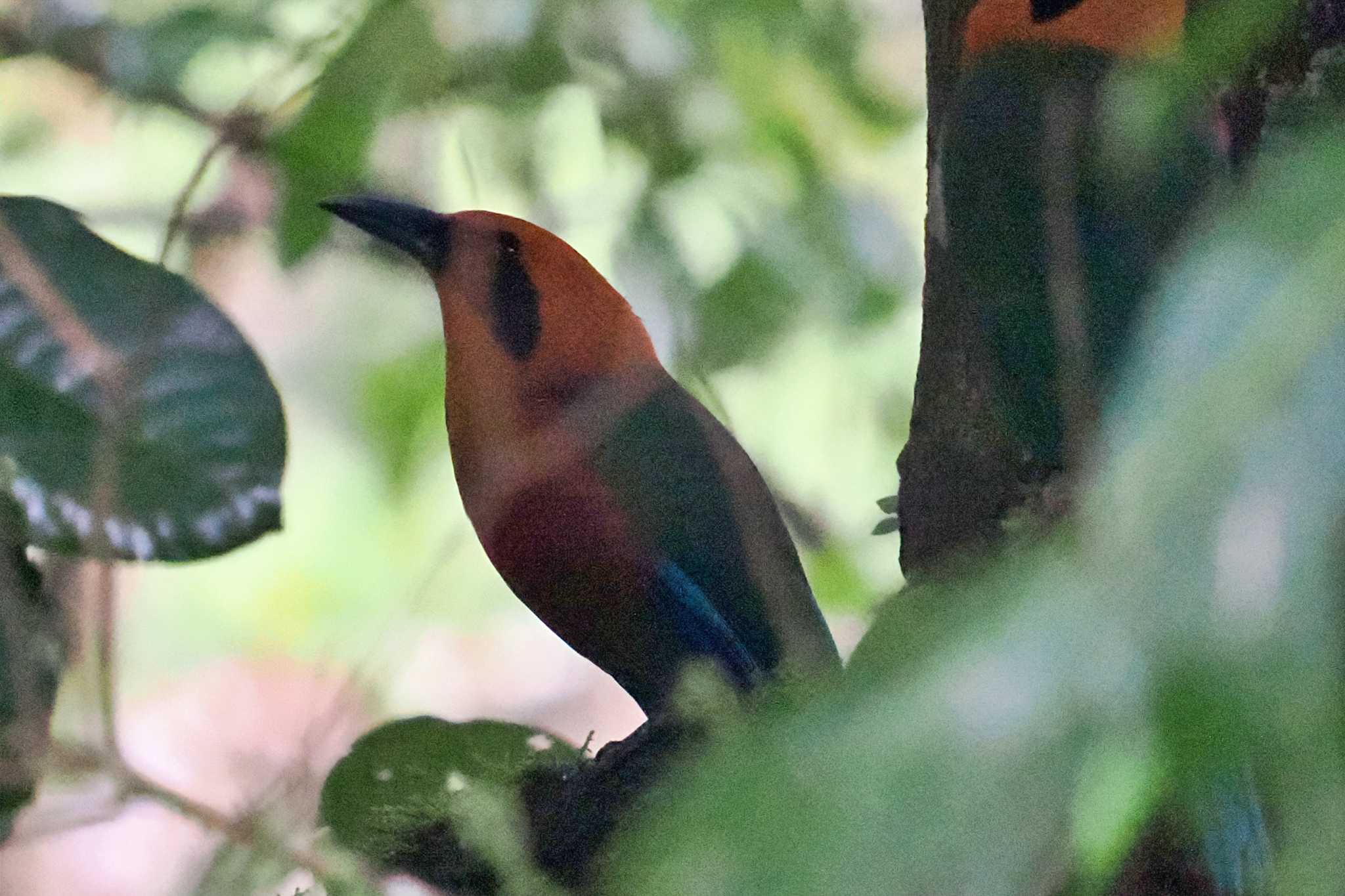 San Gerardo De Dota (Costa Rica) アマゾンオオハチクイモドキの写真 by 藤原奏冥