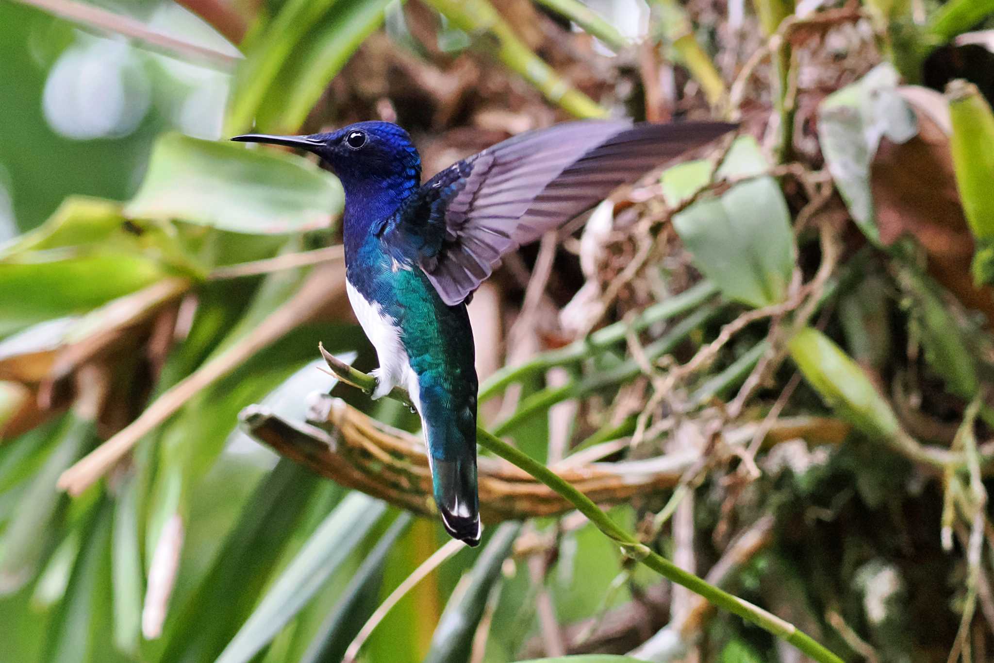 Photo of White-necked Jacobin at Tarcoles River Cruise(Costa Rica) by 藤原奏冥