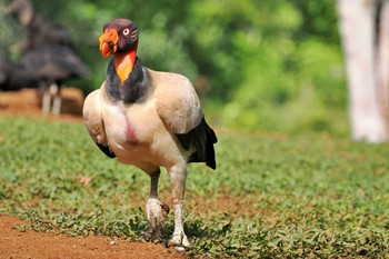 King Vulture Trogon Lodge(Costa Rica) Sat, 2/10/2024