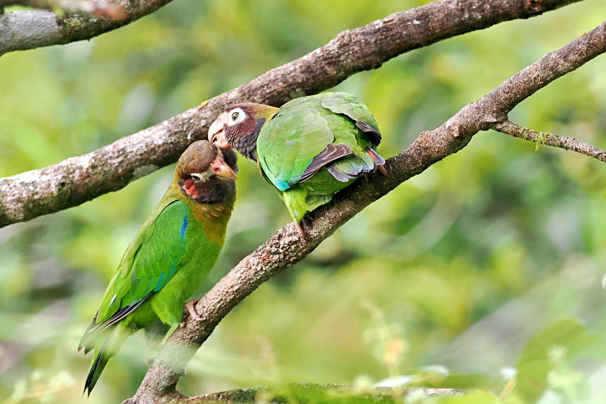 San Gerardo De Dota (Costa Rica) アカミミインコの写真 by 藤原奏冥