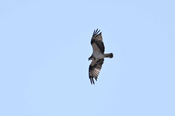 Osprey 利根川河川敷 Sat, 2/17/2024