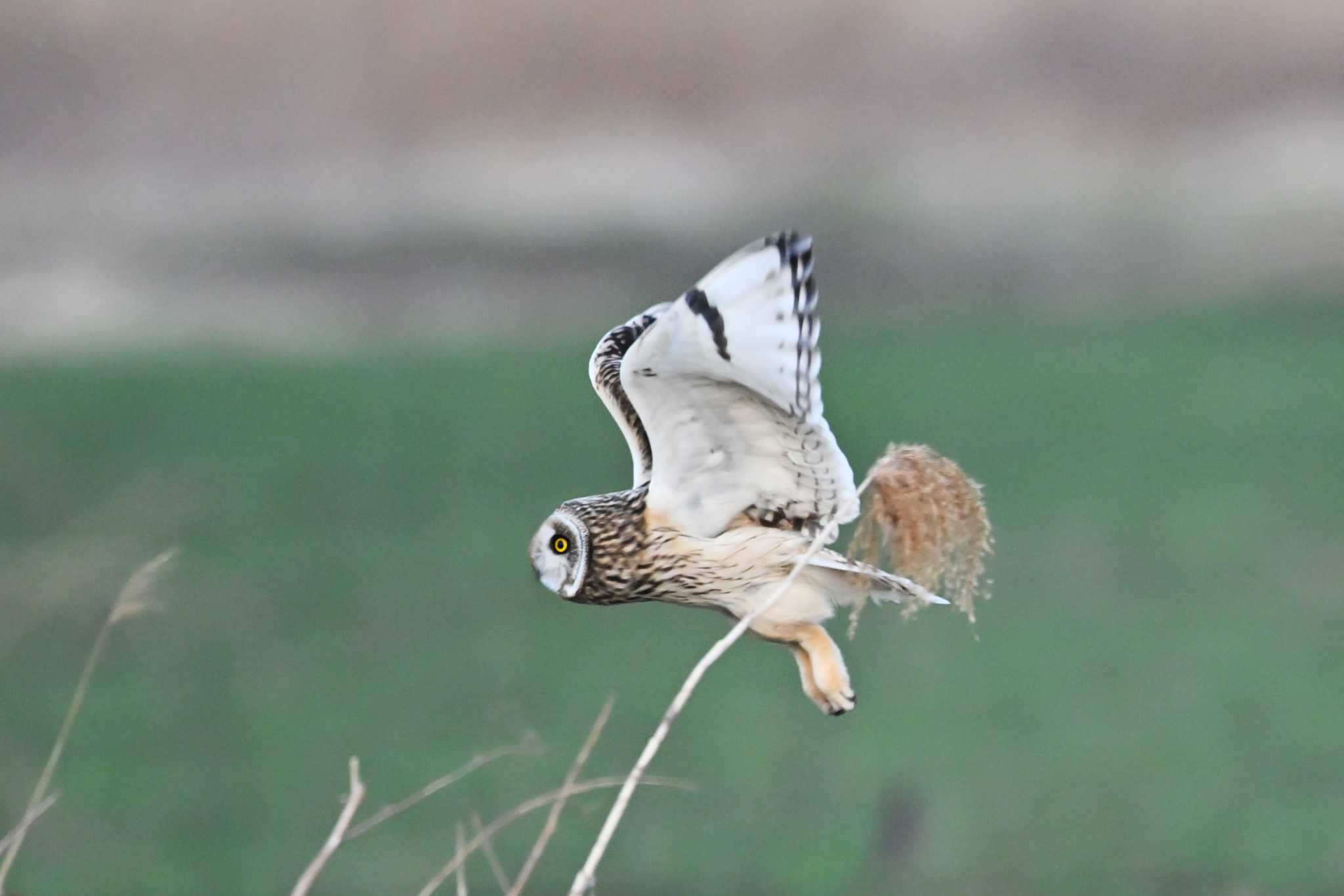 Photo of Short-eared Owl at 関東地方 by Yokai