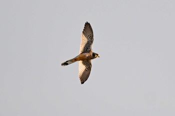 Common Kestrel 関東地方 Sat, 2/17/2024