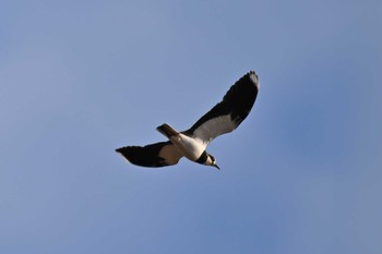 Northern Lapwing 関東地方 Sat, 2/17/2024