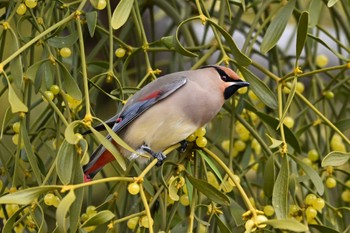 Japanese Waxwing 群馬県 Sat, 2/17/2024