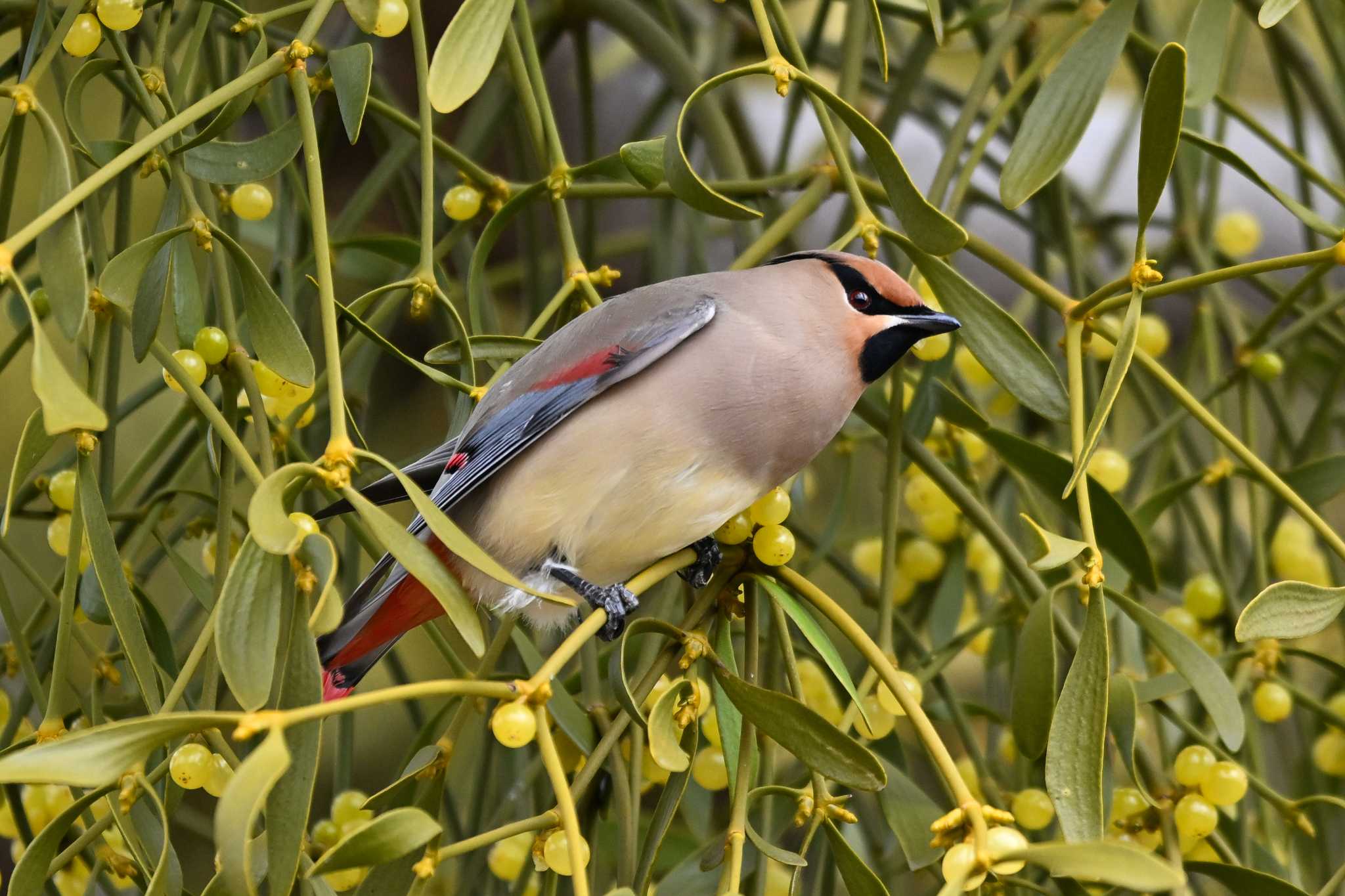 Photo of Japanese Waxwing at 群馬県 by Yokai