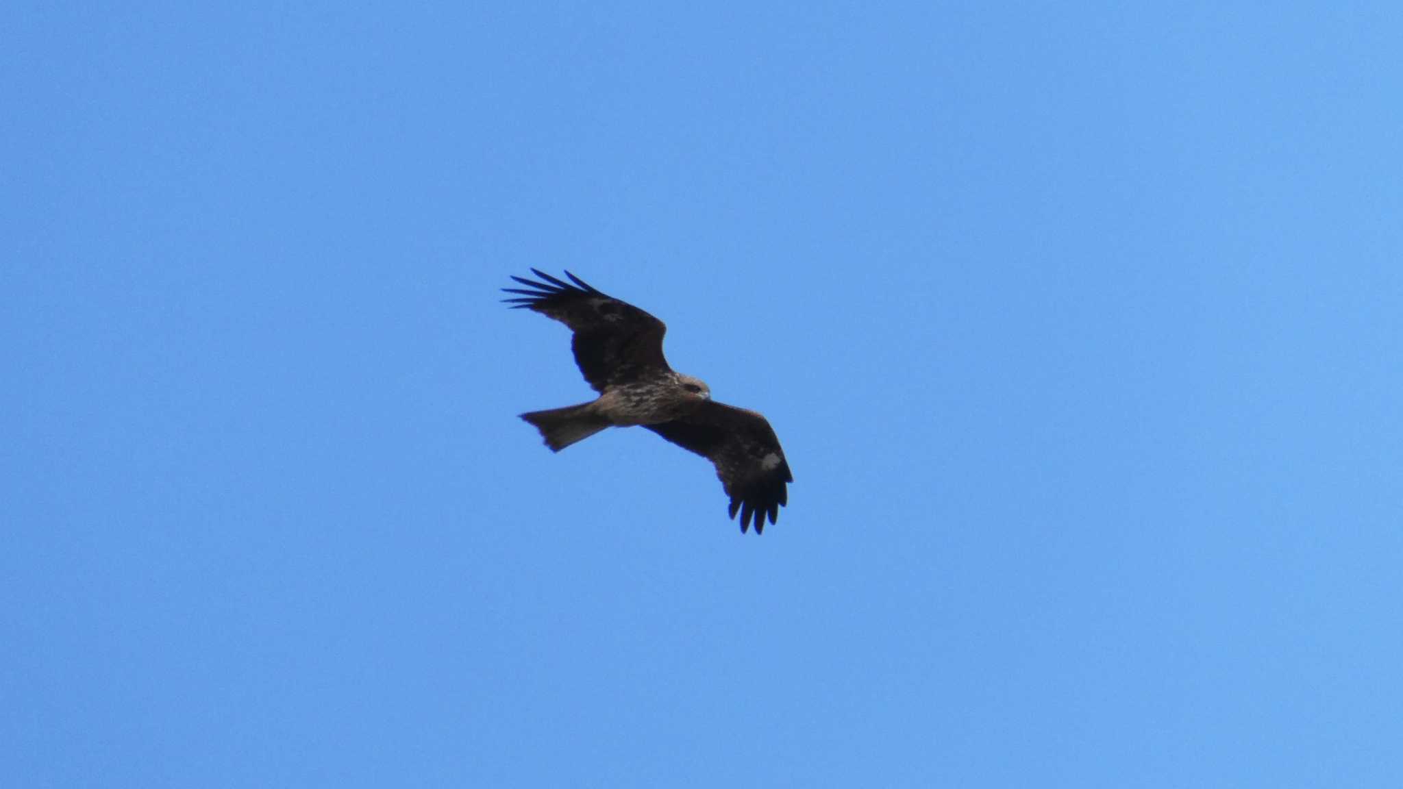 Photo of Black Kite at Watarase Yusuichi (Wetland) by こんぶ