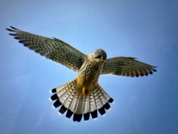 2024年2月17日(土) 三郷河川敷の野鳥観察記録