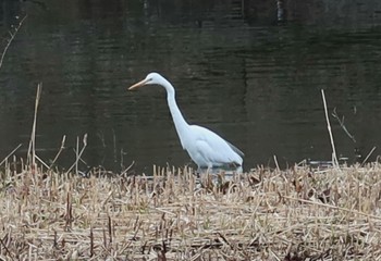 チュウサギ 水元公園 2024年2月17日(土)