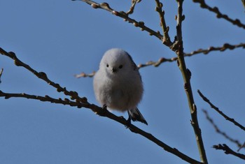 Long-tailed tit(japonicus) Unknown Spots Sat, 2/17/2024