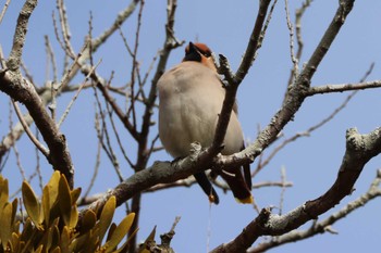 2024年2月17日(土) 中山道会館の野鳥観察記録