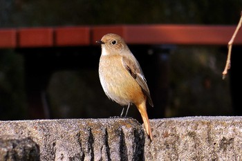 ジョウビタキ 荒子川公園 2024年2月16日(金)