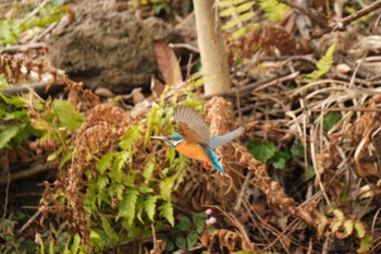 Common Kingfisher 中郷温水池(三島市) Sat, 2/17/2024