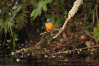 Common Kingfisher 中郷温水池(三島市) Sat, 2/17/2024