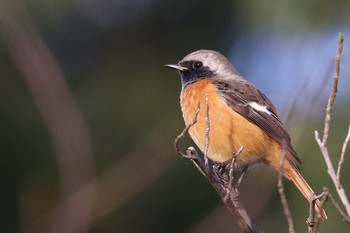 Daurian Redstart 東京都多摩地域 Sun, 11/25/2018