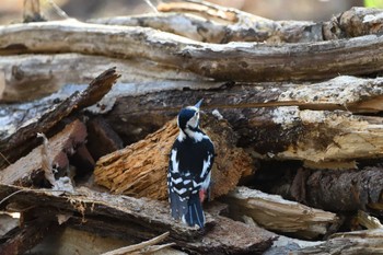 アカゲラ 井頭公園 2024年1月13日(土)