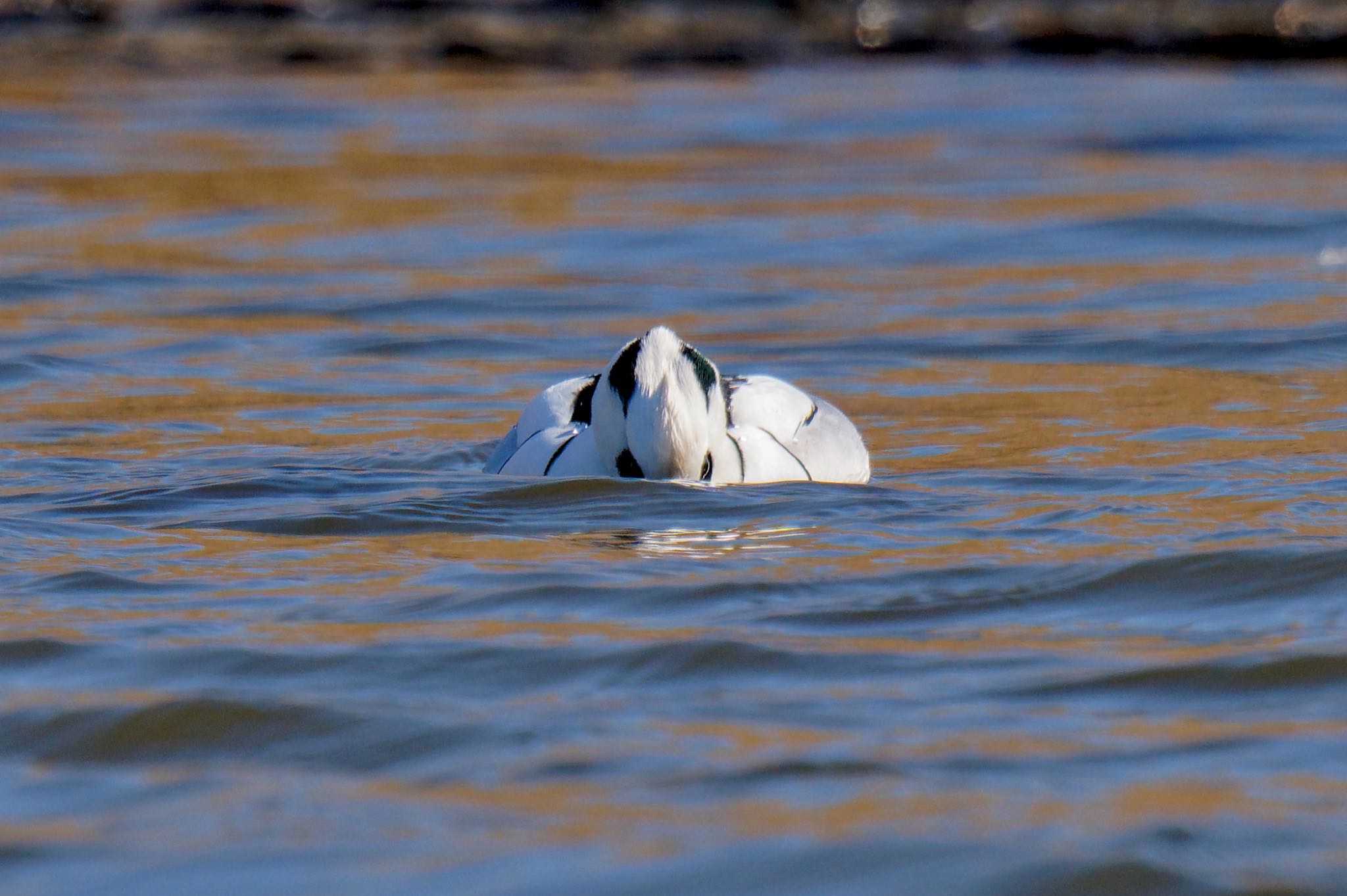 Smew