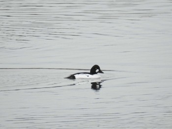 Common Goldeneye 安濃川河口 Sat, 2/17/2024