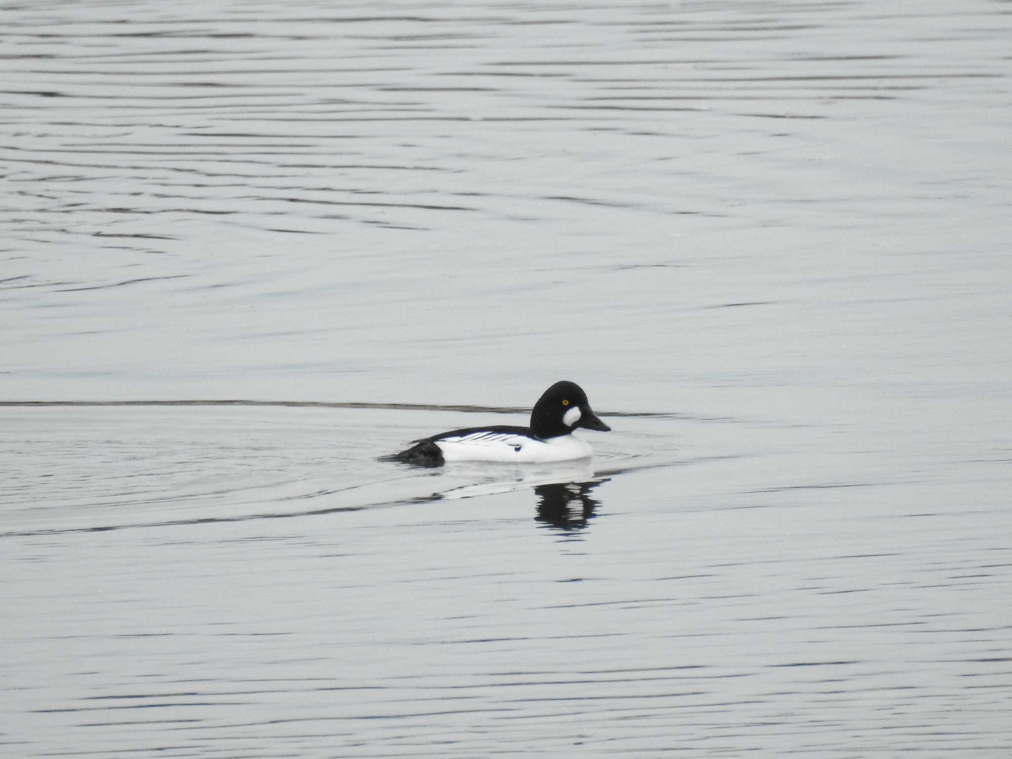 Photo of Common Goldeneye at 安濃川河口 by どらお