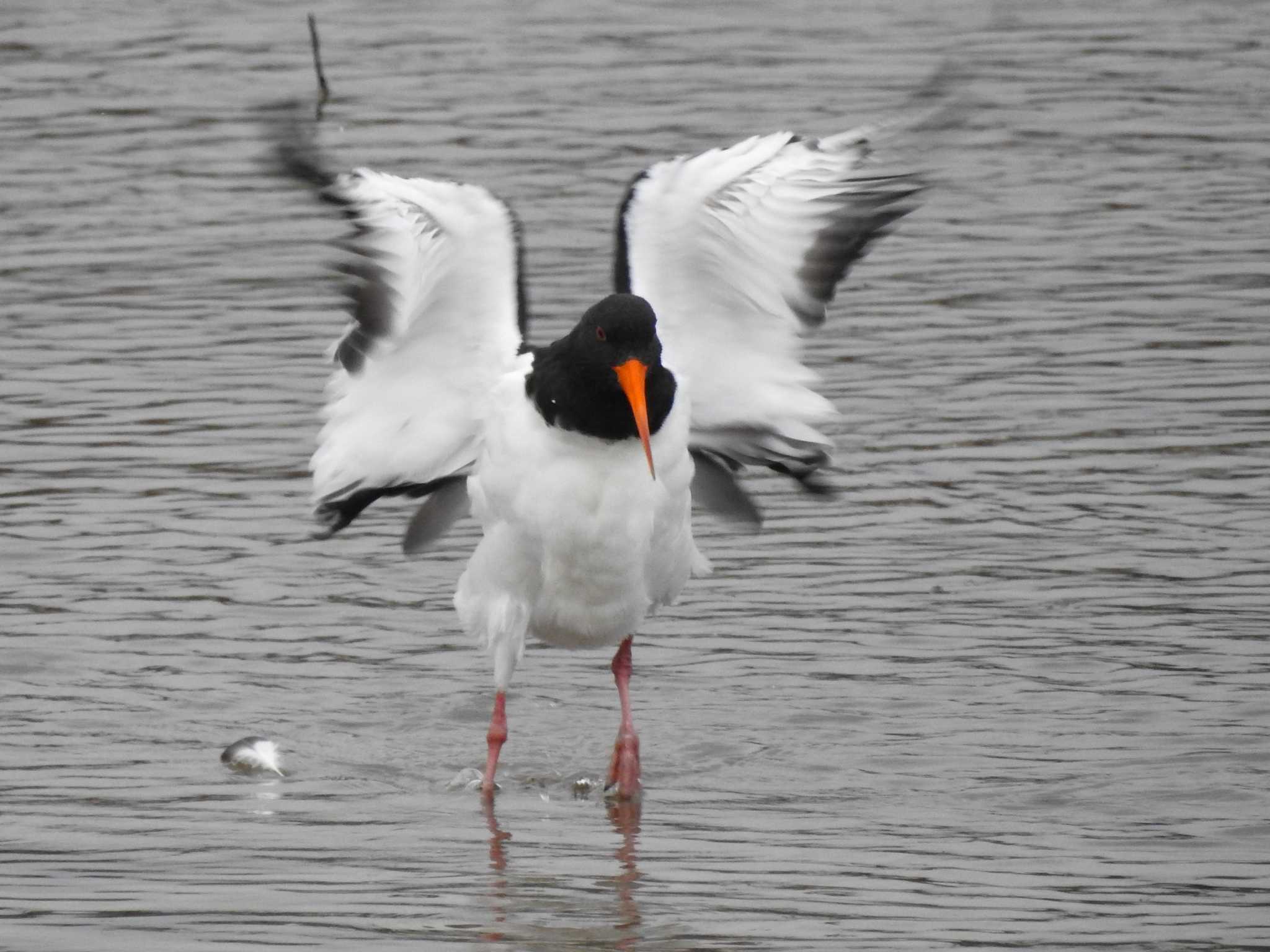 Eurasian Oystercatcher