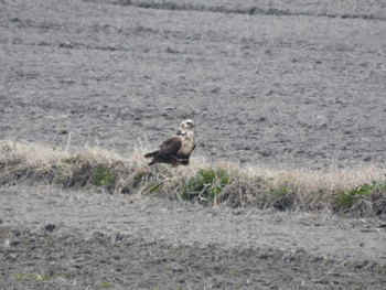 Eastern Marsh Harrier Gonushi Pond Sat, 2/17/2024