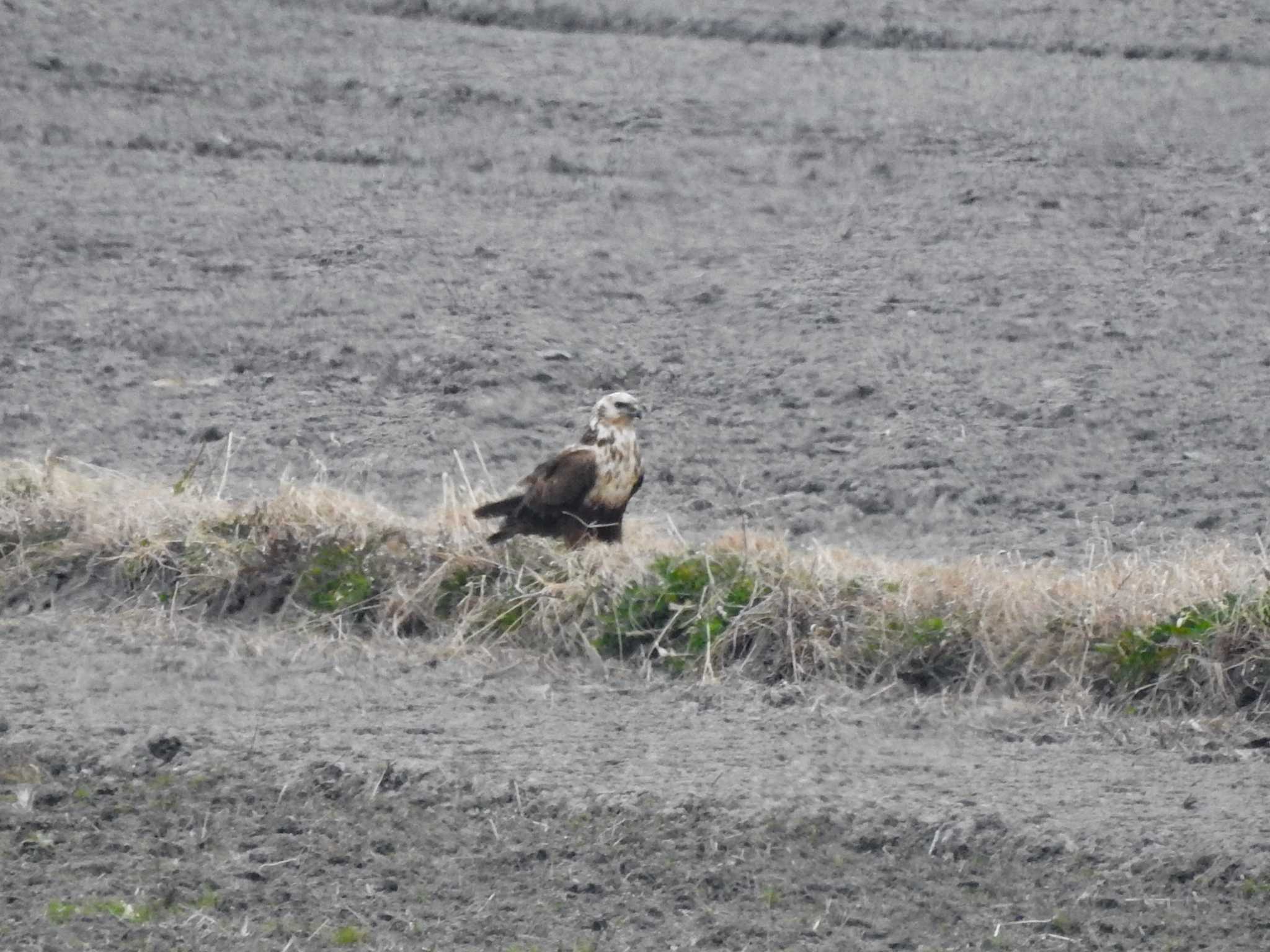 Photo of Eastern Marsh Harrier at Gonushi Pond by どらお