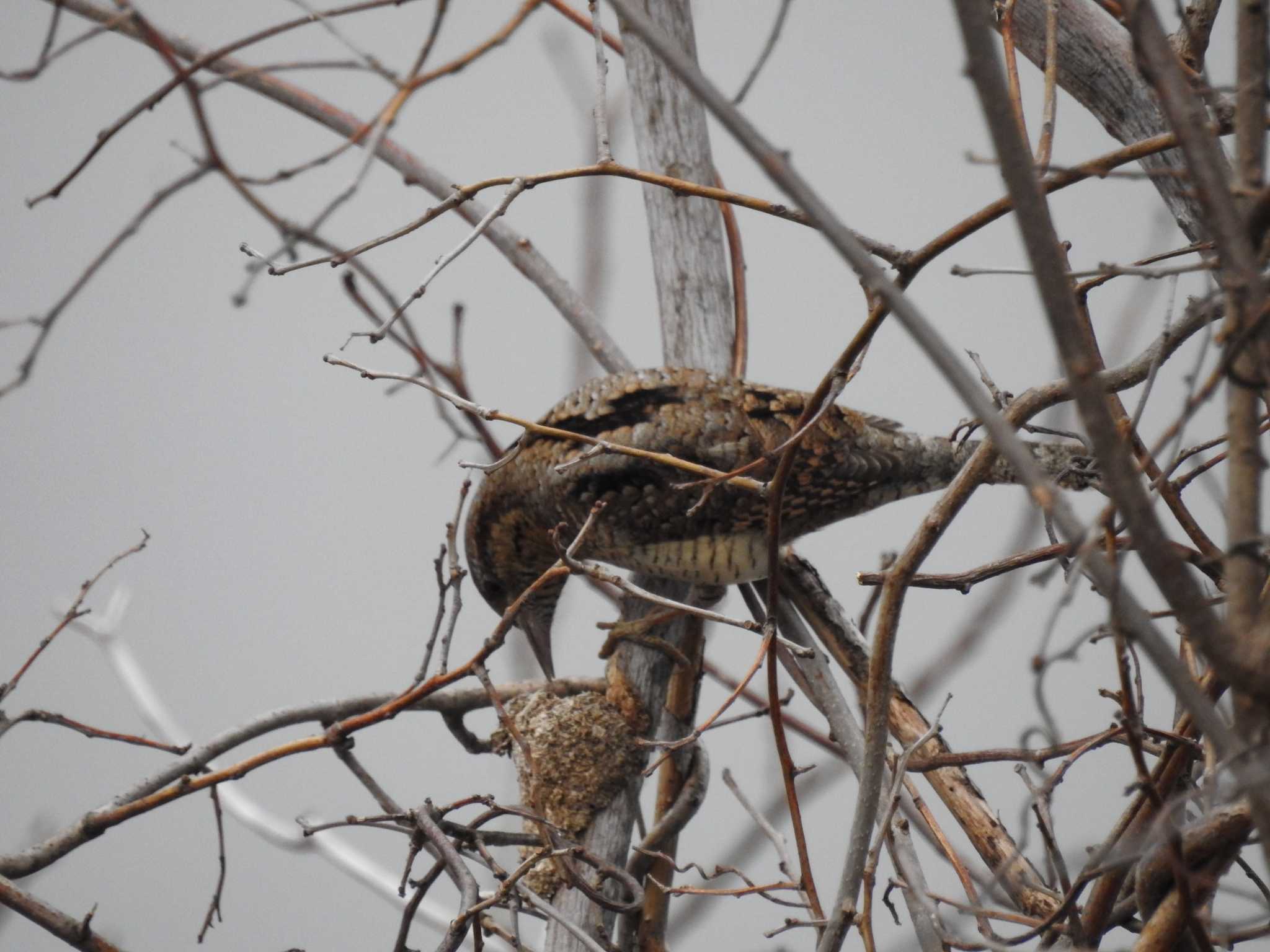 Eurasian Wryneck