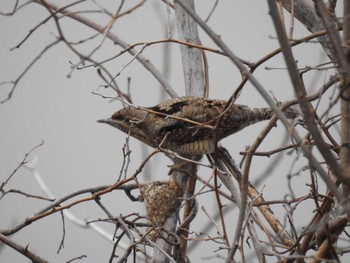 Eurasian Wryneck Gonushi Pond Sat, 2/17/2024