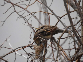 Eurasian Wryneck Gonushi Pond Sat, 2/17/2024