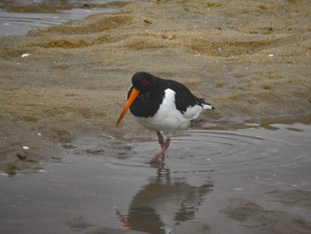 Eurasian Oystercatcher 安濃川河口 Sat, 2/17/2024