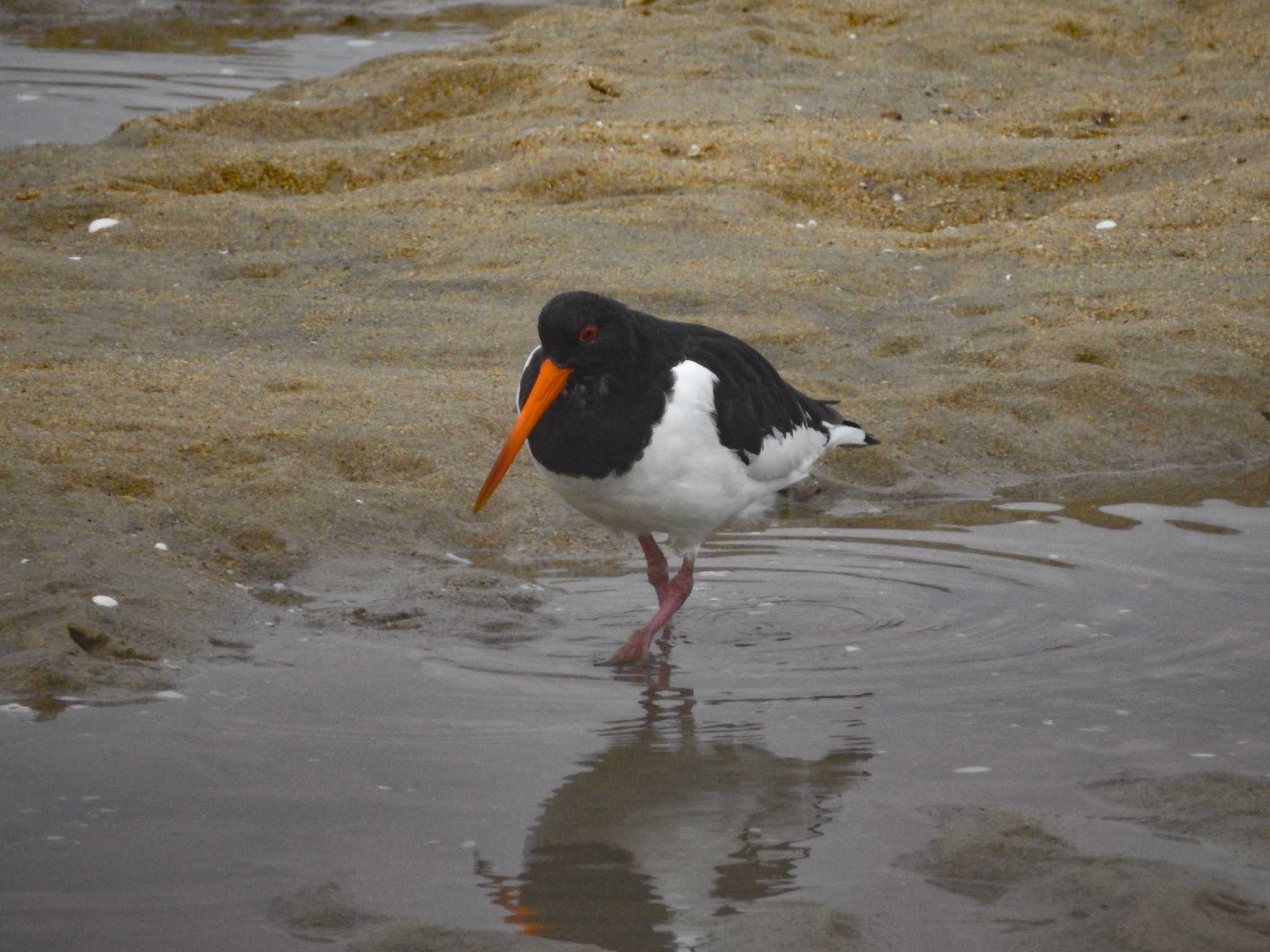 Eurasian Oystercatcher