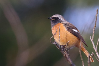 Daurian Redstart 東京都多摩地域 Sun, 11/25/2018