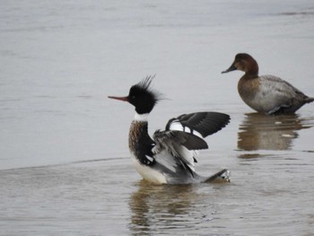 Red-breasted Merganser 安濃川河口 Sat, 2/17/2024