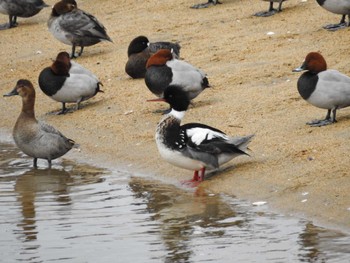 Red-breasted Merganser 安濃川河口 Sat, 2/17/2024