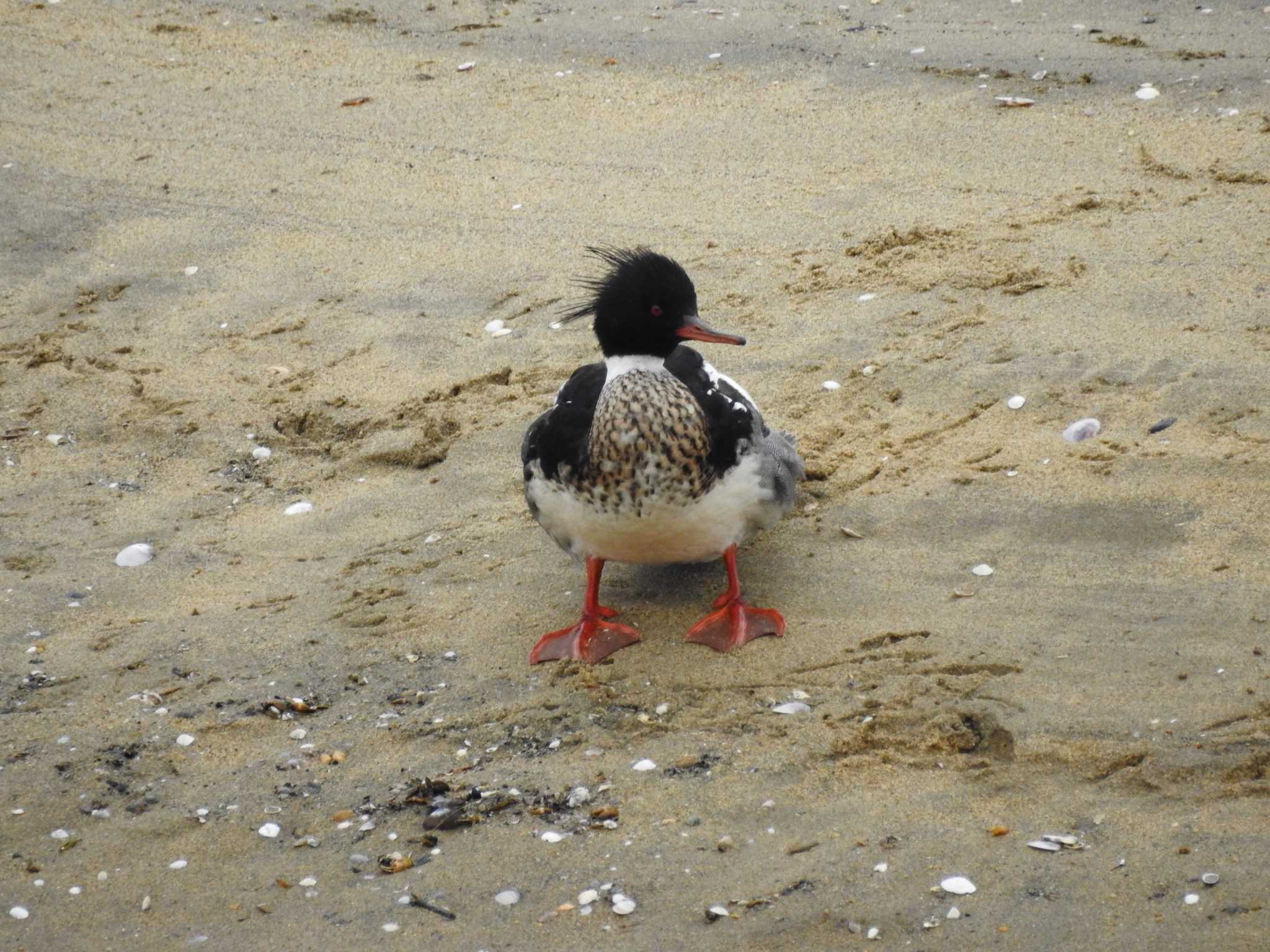 Red-breasted Merganser