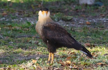 カンムリカラカラ 場所が不明 撮影日未設定