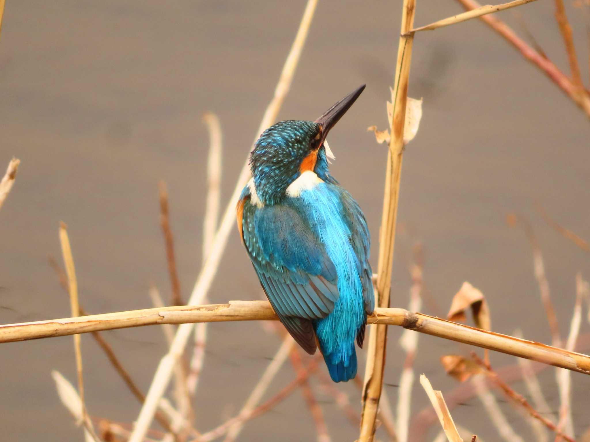 Photo of Common Kingfisher at 境川(境橋付近) by ゆ