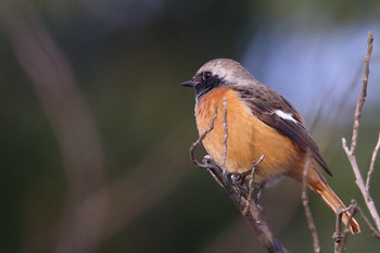 Daurian Redstart 東京都多摩地域 Sun, 11/25/2018