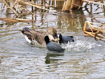 2024年2月2日(金) 境川遊水池の野鳥観察記録