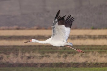 Siberian Crane 出水市 Fri, 2/9/2024