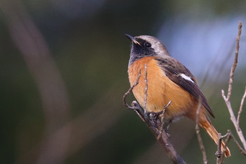 Daurian Redstart 東京都多摩地域 Sun, 11/25/2018