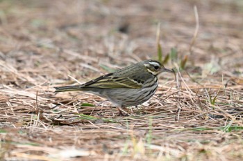 ビンズイ 葛西臨海公園 2024年2月17日(土)