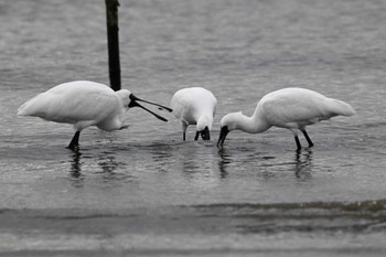 Sat, 2/17/2024 Birding report at Kasai Rinkai Park