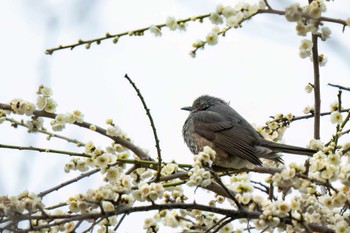 Brown-eared Bulbul 三崎水辺公園(愛知県 豊明市) Sat, 2/17/2024